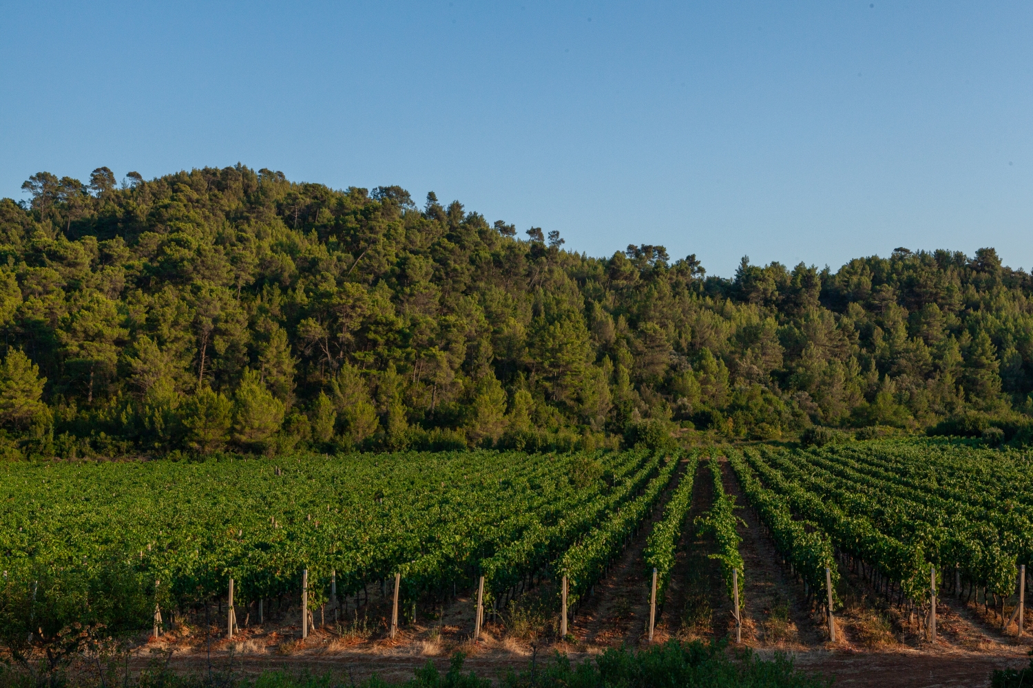 Vinarija Blato 1902 d.d. - Vinograd