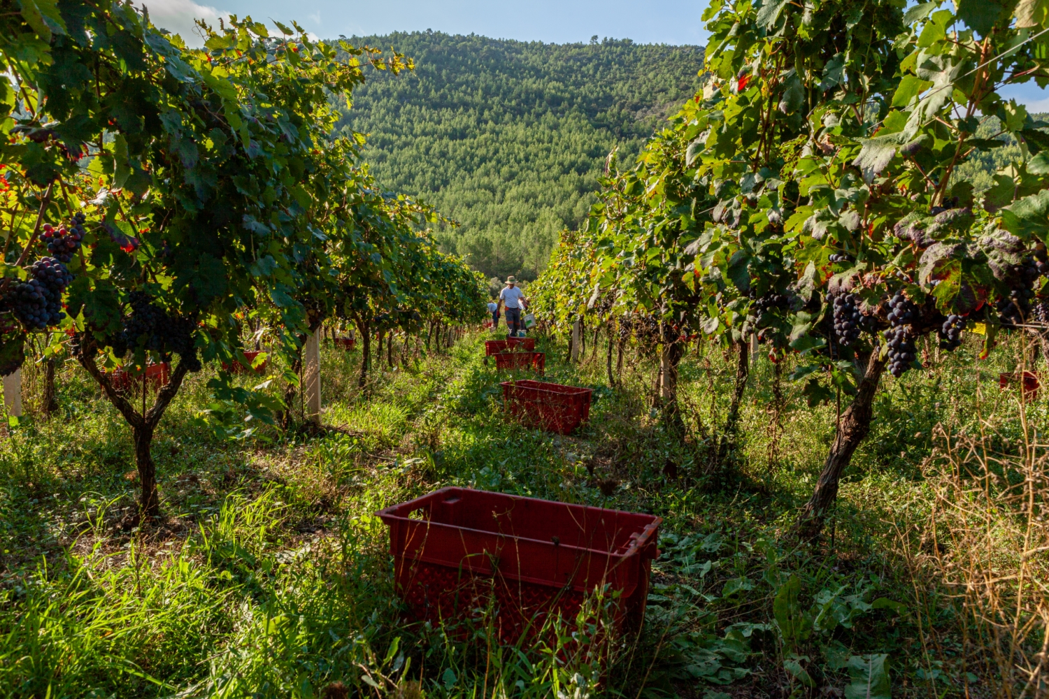 Vinarija Blato 1902 d.d. - Berba grožđa
