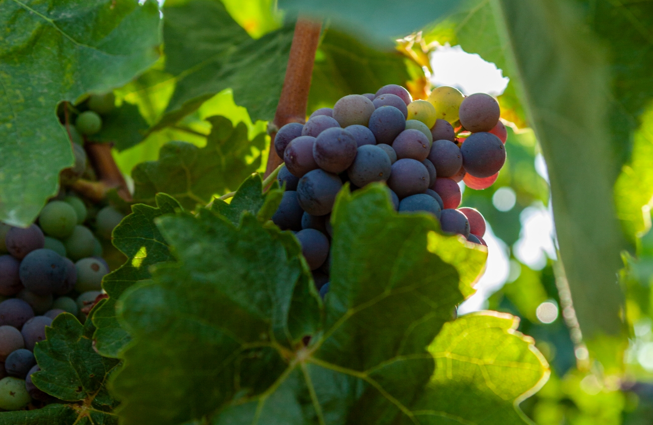 Vinarija Blato 1902 - Vinogradi i kvaliteta grožđa