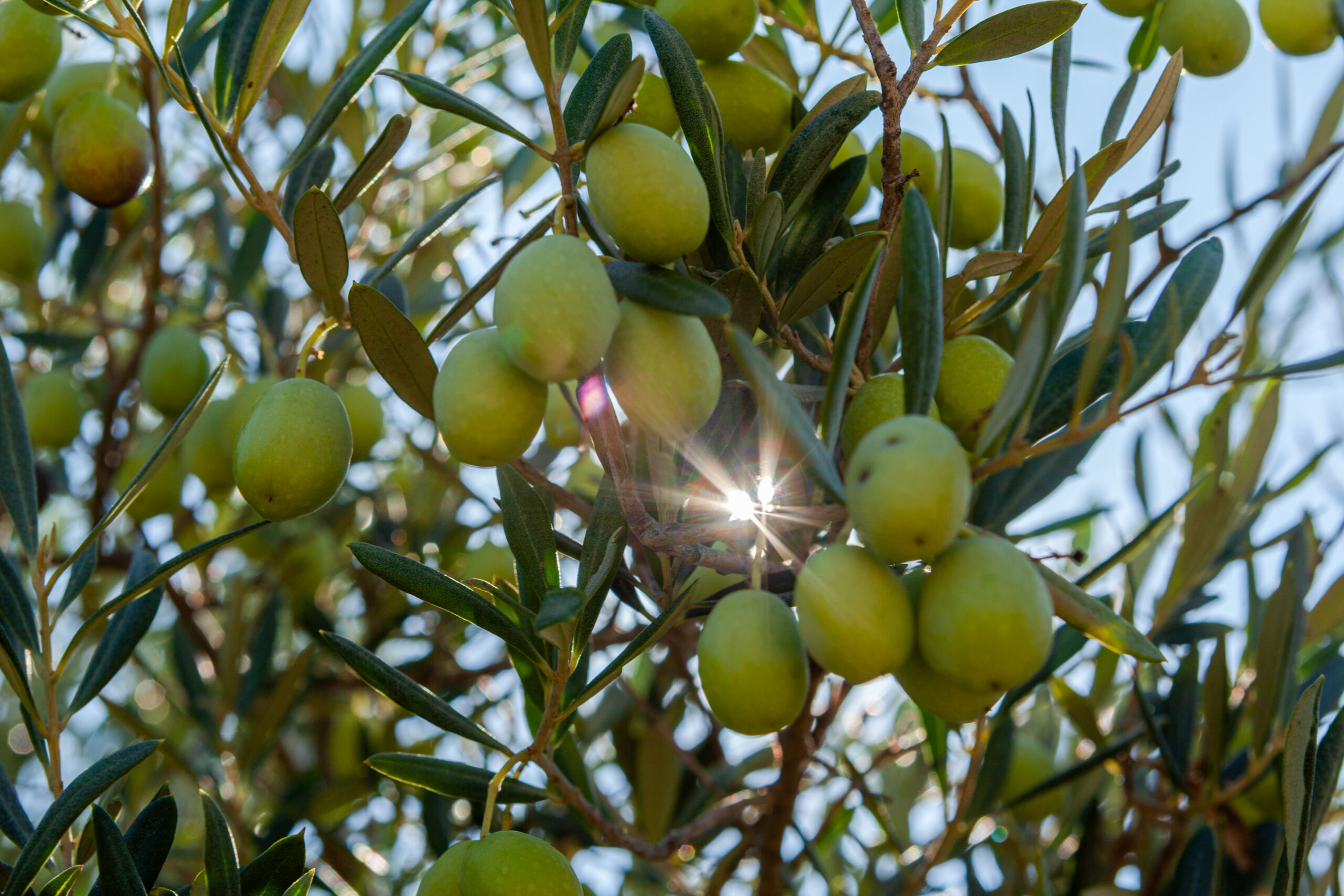 Maslinarstvo na otoku Korčuli_Uljara Blato 1902 d.d.