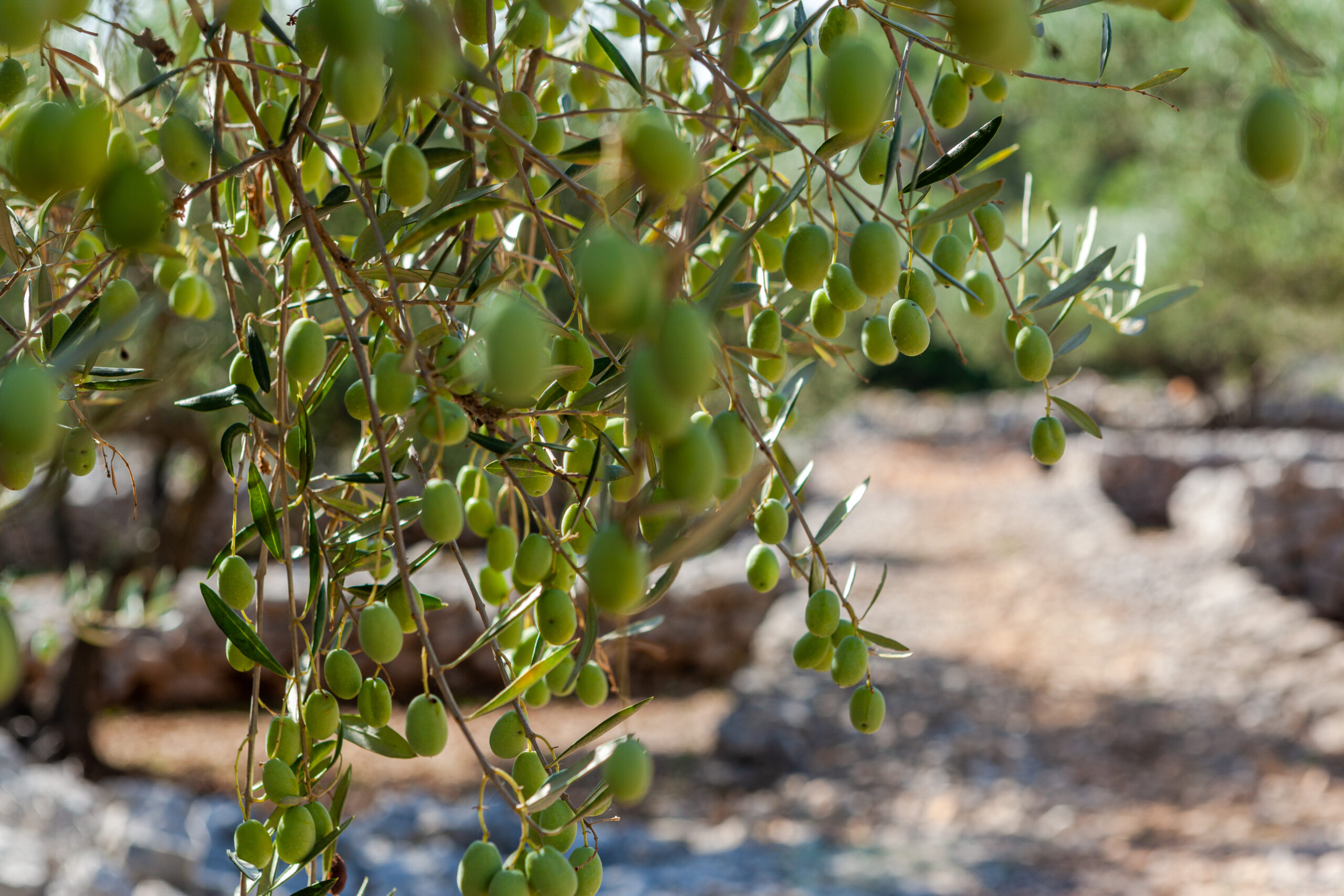 Masline na otoku Korčuli_Uljara Blato 1902