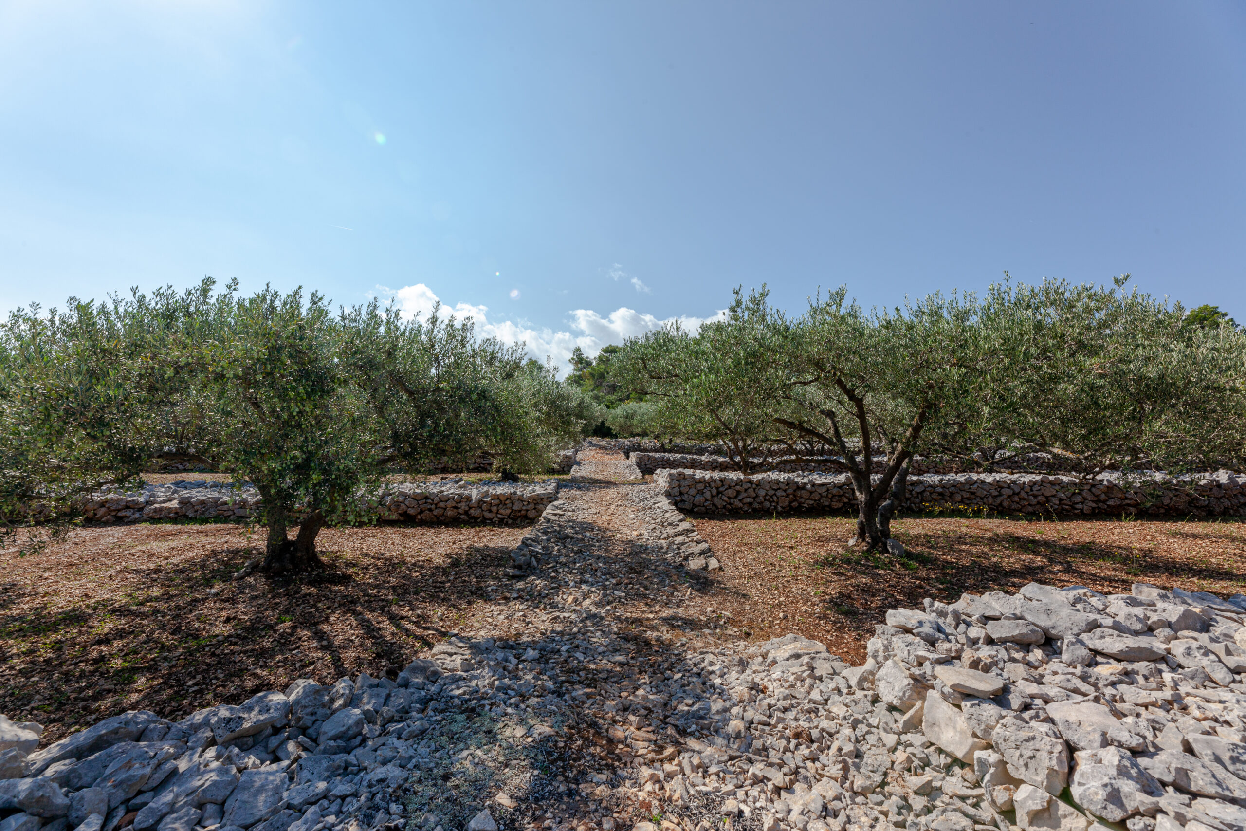 Maslinici na otoku Korčuli_Uljara Blato 1902 d.d.